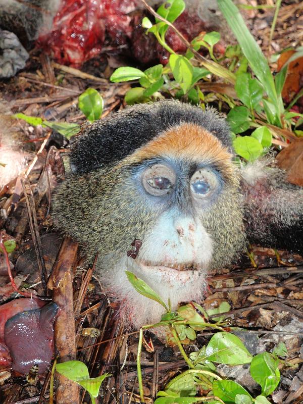 P28 Head of a poached monkey. Sometimes locals find these monkeys deah in the jungle and they become a source for the monkey po.jpg